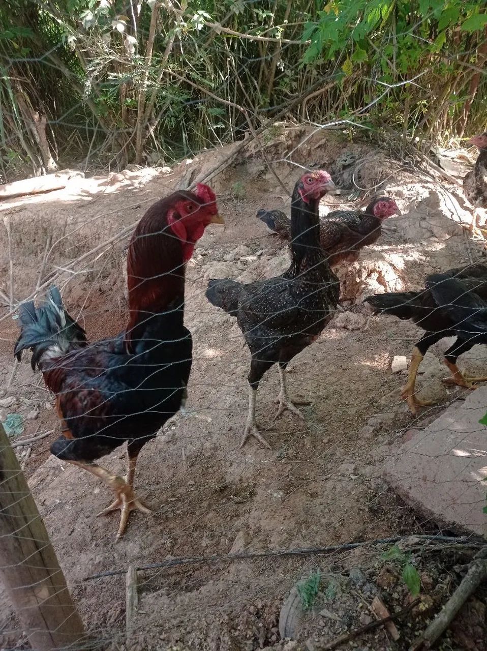 Vendo galo e galinha índio grandão  - Foto 3