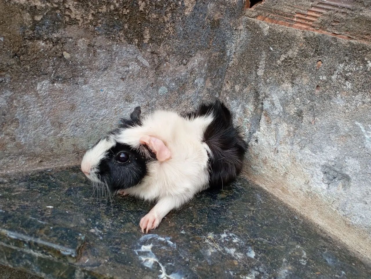 Porquinho da índia.