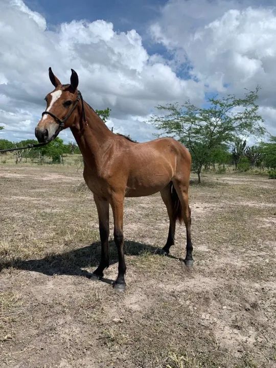 Potra registrada  (marcha picada natural) - Foto 2