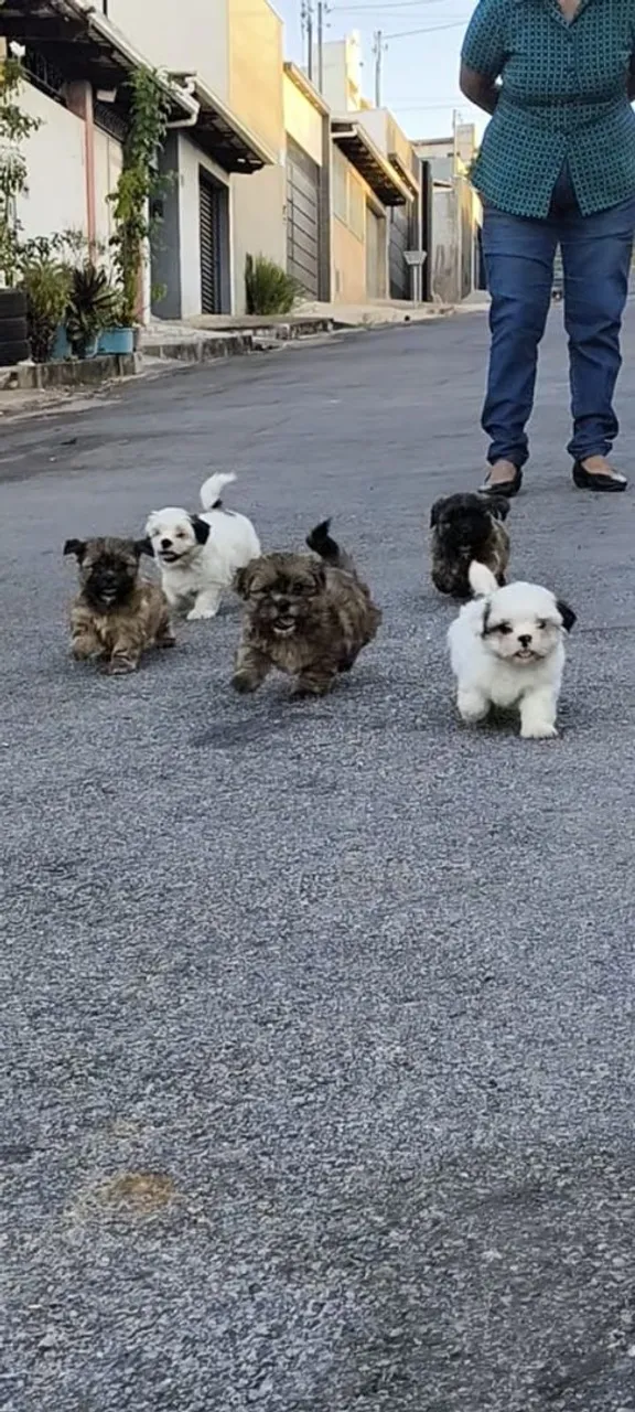 Filhotes de Ihasa Apso Macho