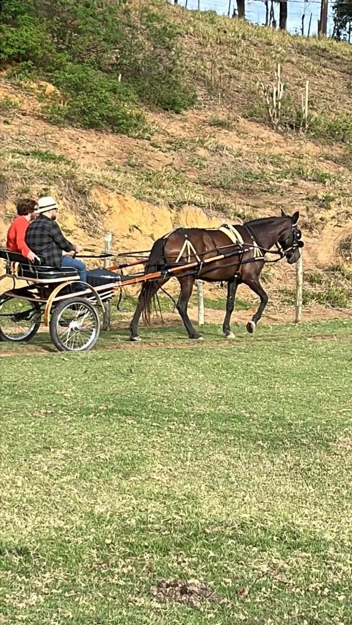 Charrete mais linda do ES - Foto 5