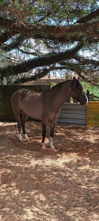 Égua Lobuna Mansa - Foto 3