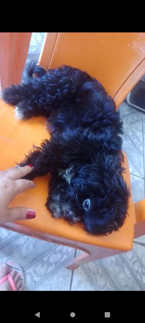 Filhote de Shih Tzu: Peludo e Charmoso! - Foto 3
