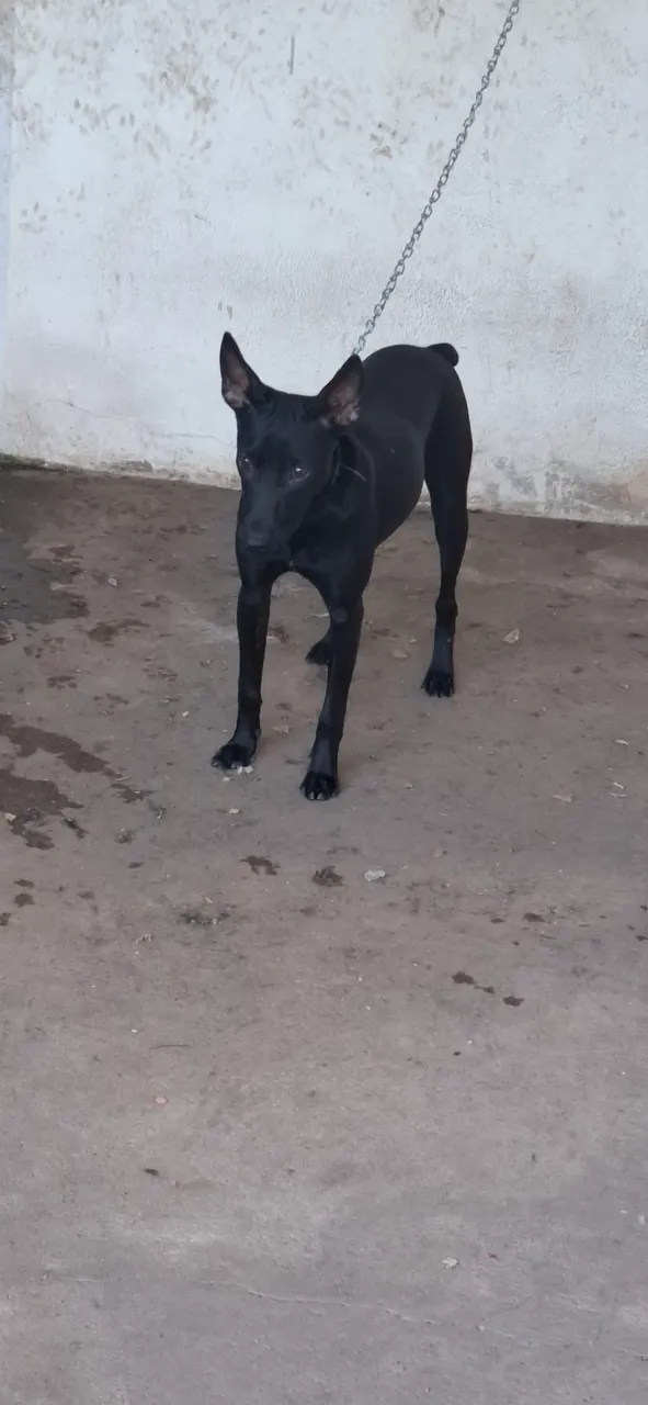 Cachorra Preto para Adoção Urgente