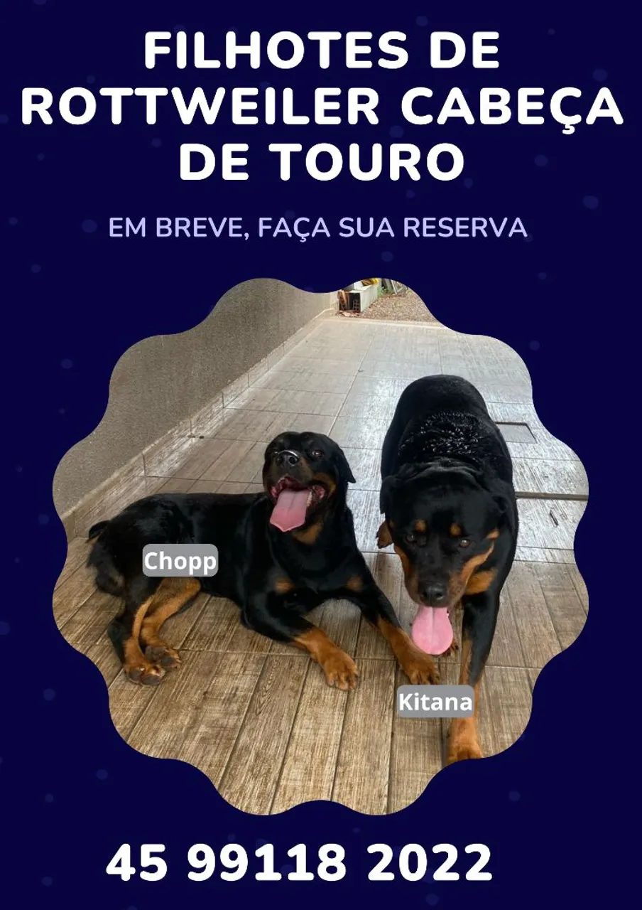 Filhotes Rottweiler Cabeça de Touro