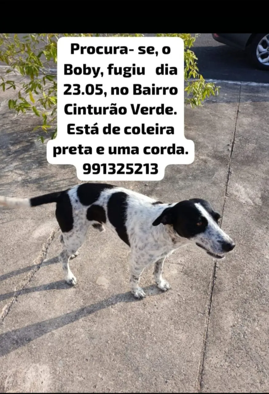 Cachorro perdido no Cinturão Verde