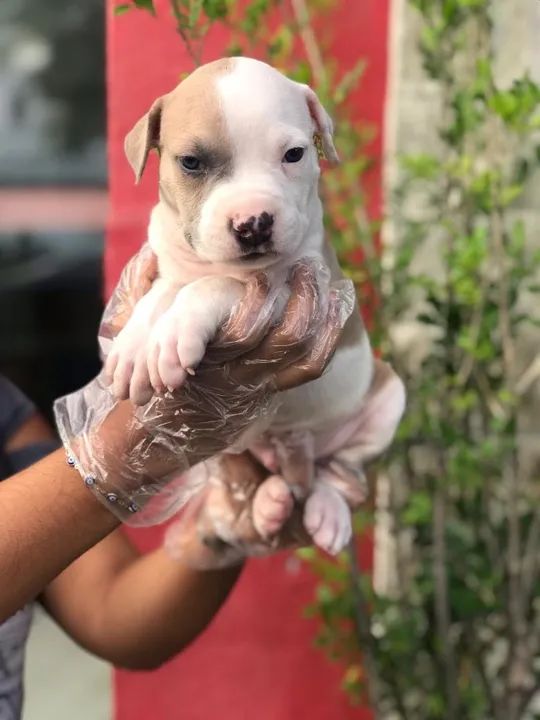 Pitbull terrier - Macho disponível com pedigree - Somos loja física - Entre em contato - Foto 2