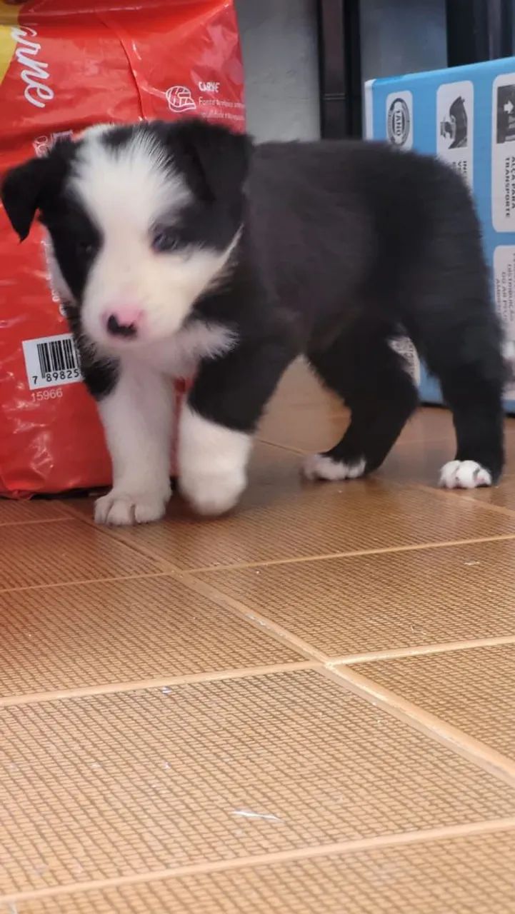 Border Collie filhote fêmea  - Foto 3