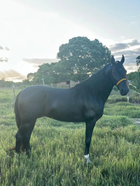 Cavalo Registrado Mangalarga Marchador Preto 