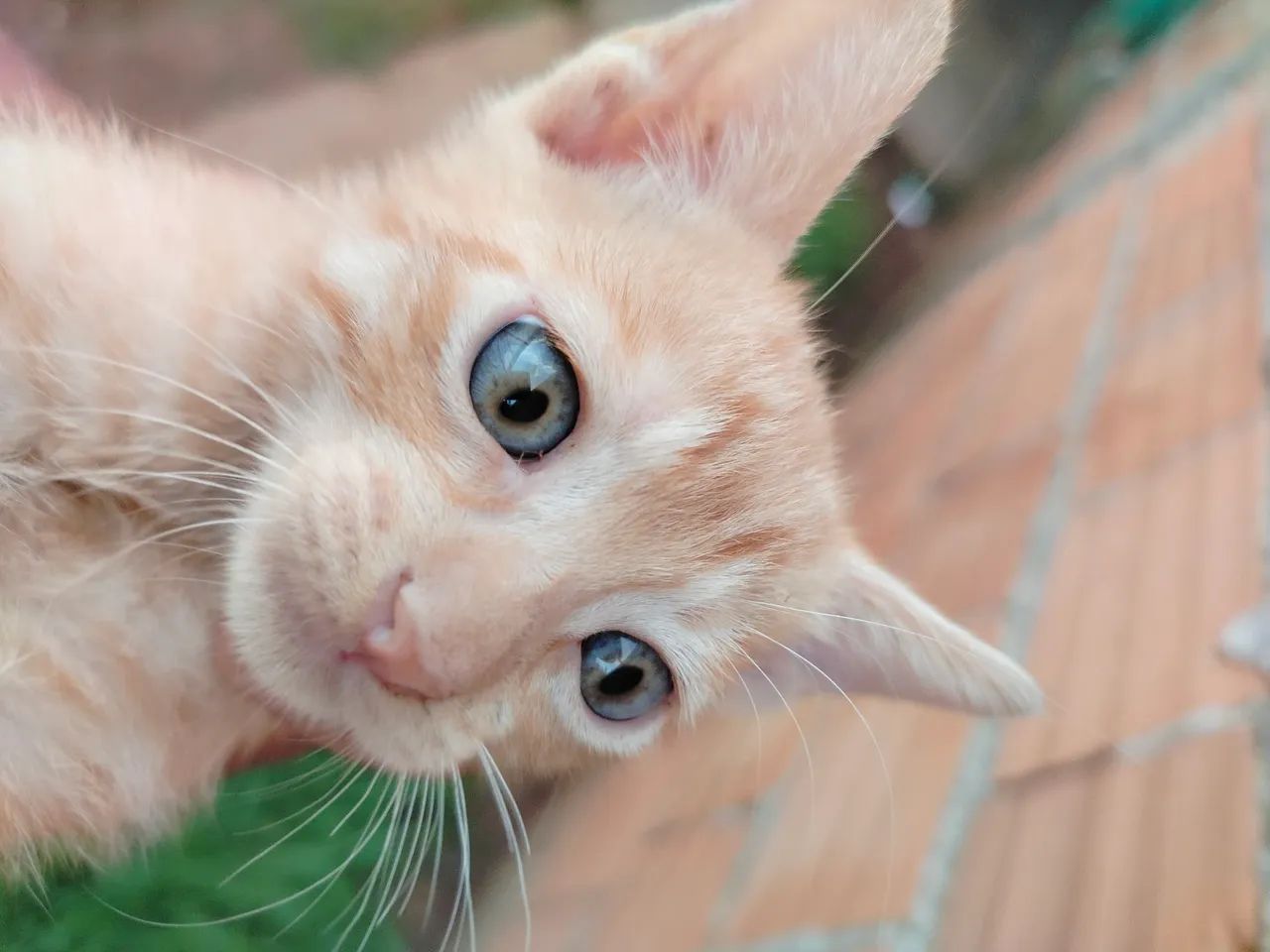 Gatinho Branco e Laranja - Adote Já! - Foto 2