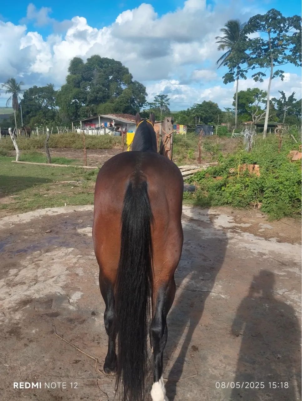 Cavalo para venda - Foto 5
