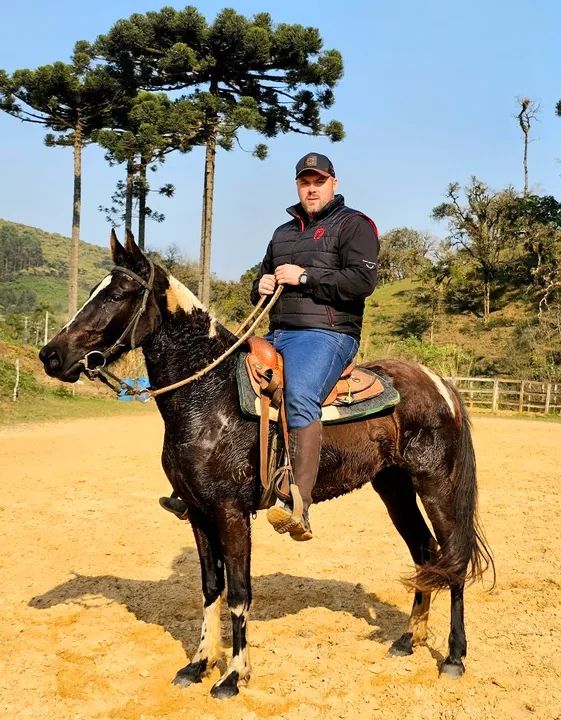 Égua  Mangalarga Marchador - Foto 2