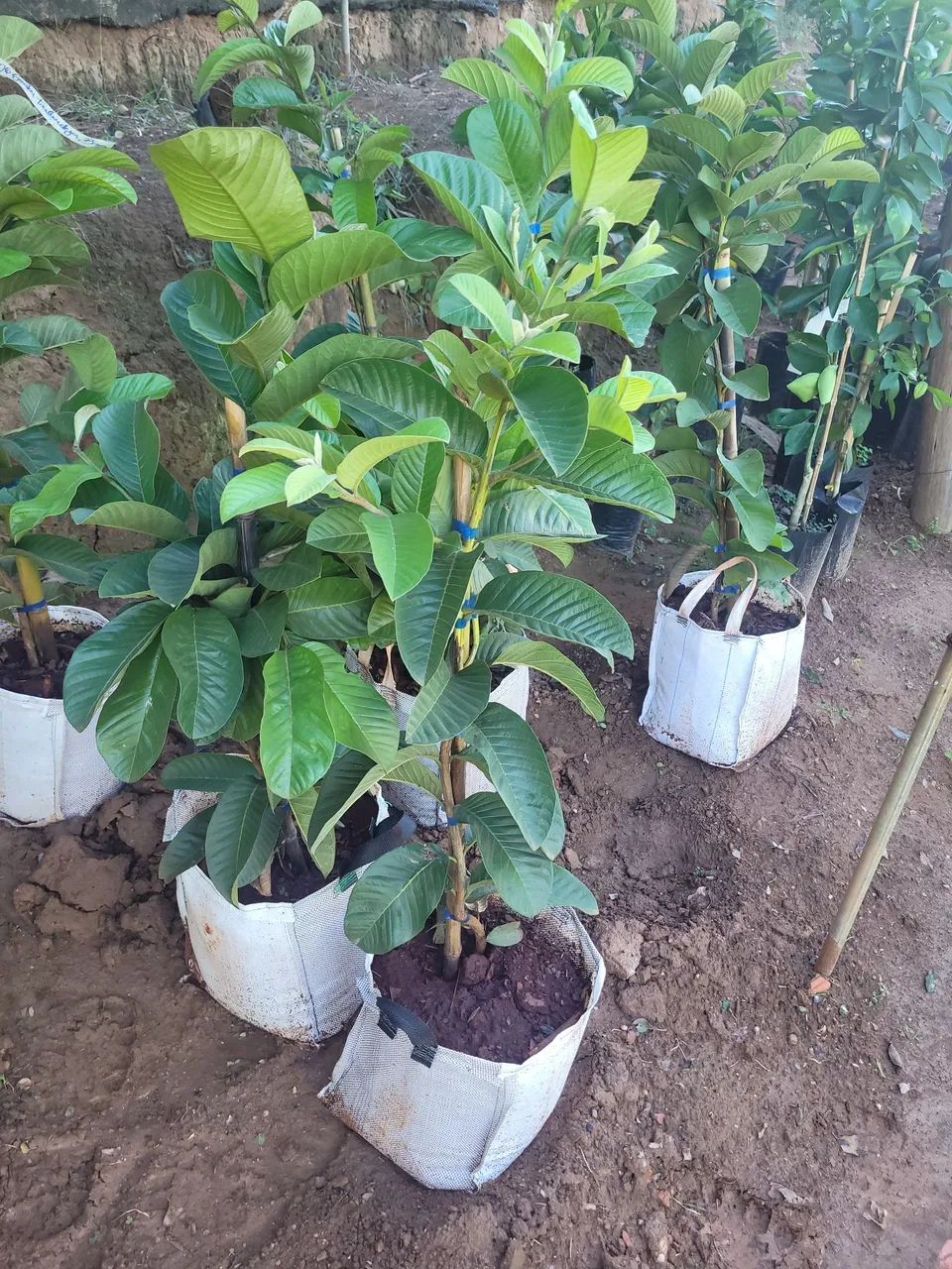 Muda de planta frutífera - Foto 2