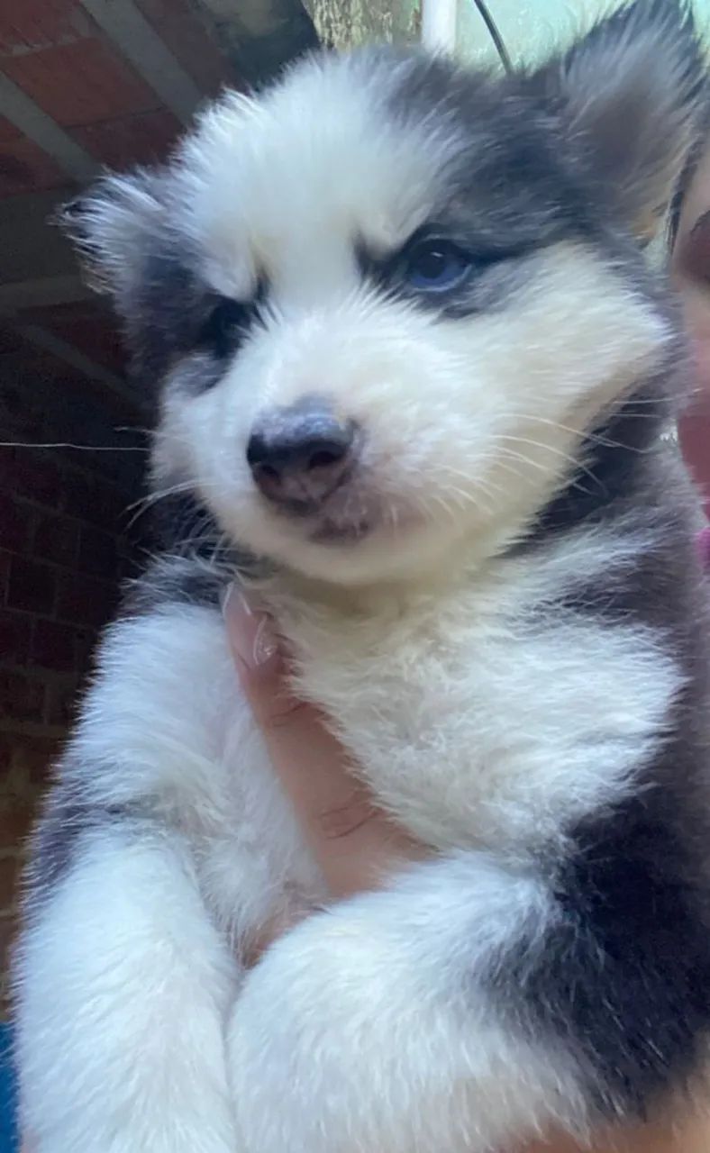 Husky siberiano  - Foto 3