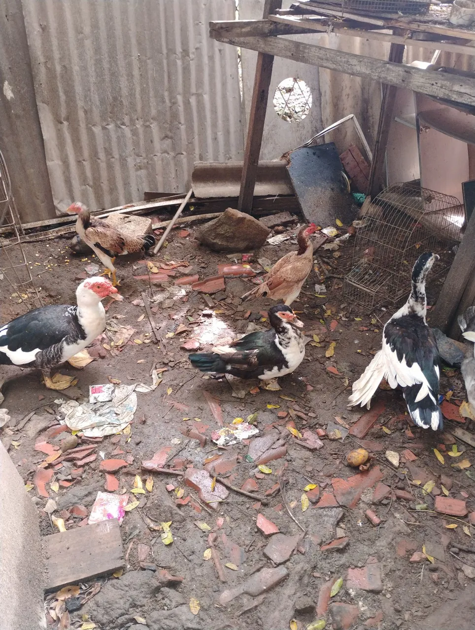 Vendo galinhas e patos 