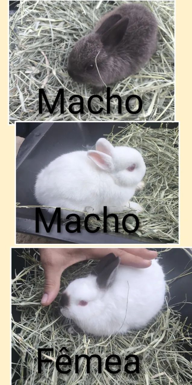 Mini coelho Netherlands 