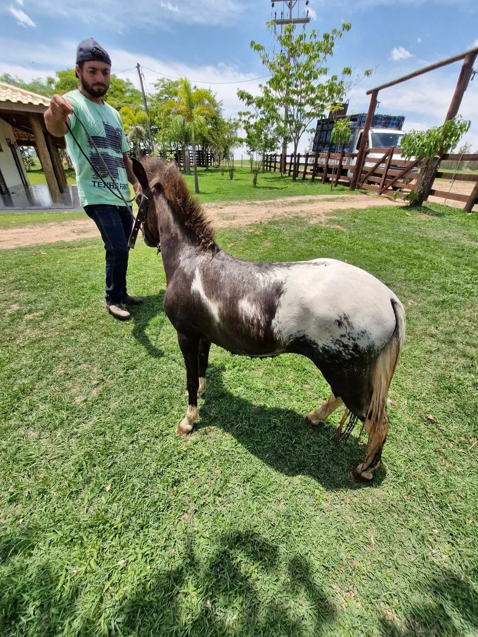 Mini ponei 85 cm - Foto 2