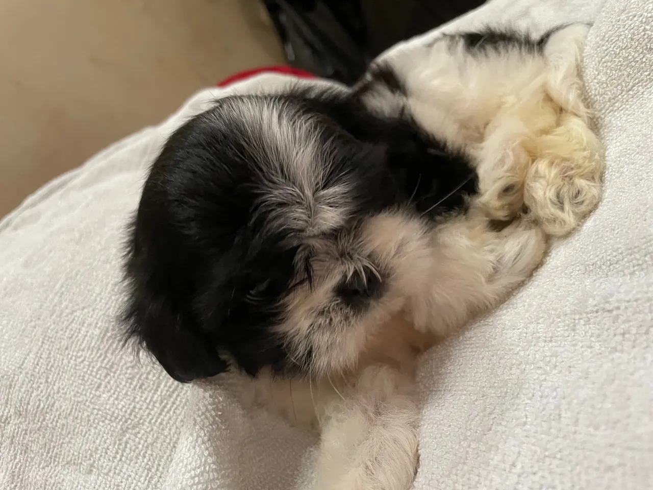 Filhote Shih Tzu para adoção