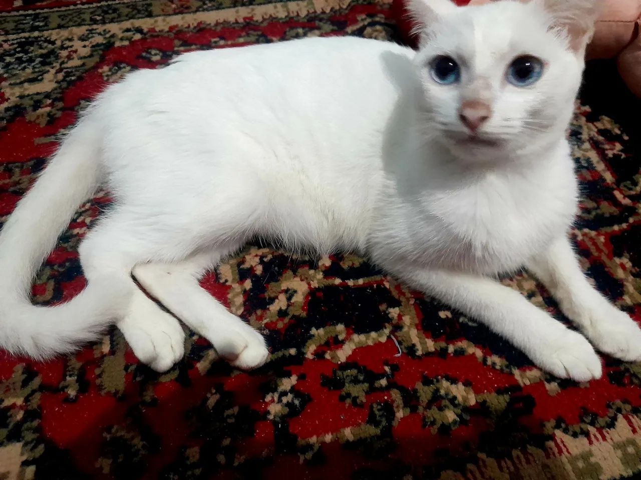 Gatinho preto com olhos azuis - Foto 4