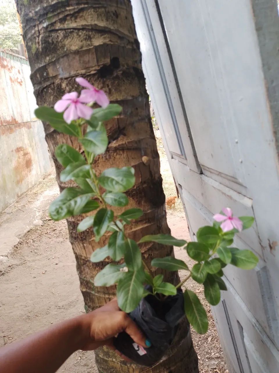 Vinca  - Foto 3