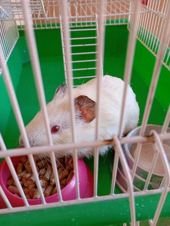 Porquinho Da India  - Foto 4