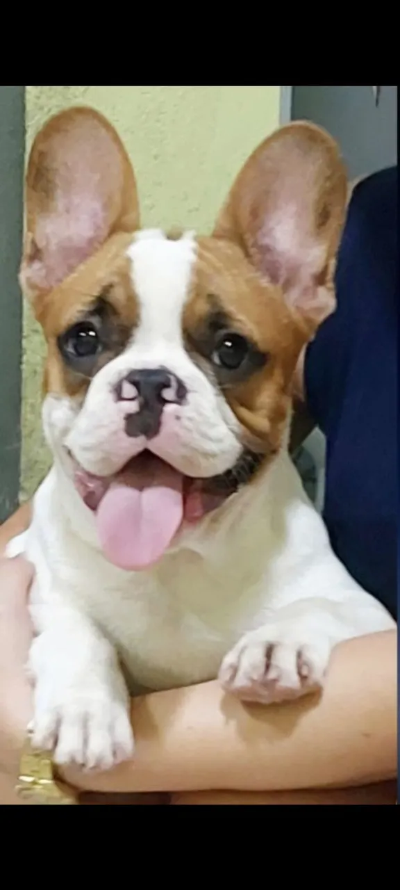 Bulldog Francês - Filhote Lindo.