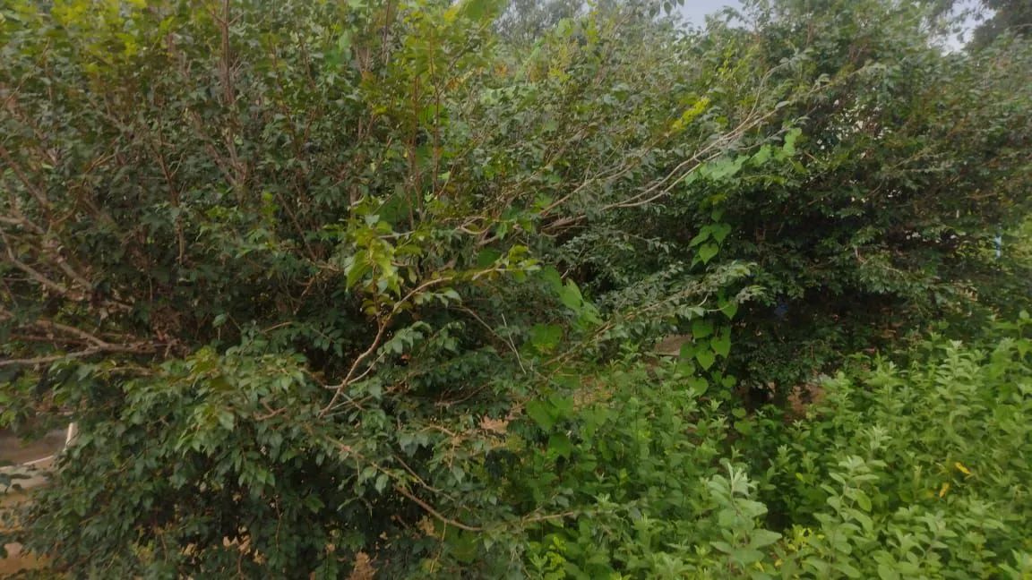 Chácara com preço de oportunidade!!! - Foto 8