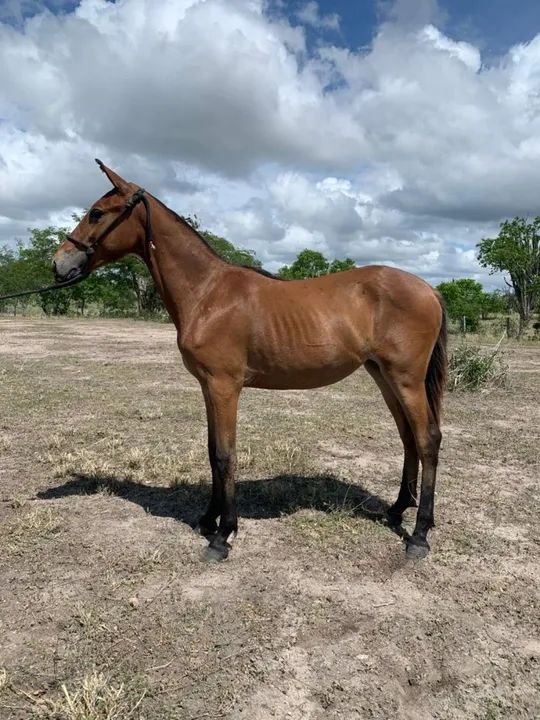 Potra registrada  (marcha picada natural) - Foto 4