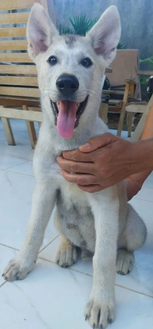 Filhote de pastor alemão macho cinza 3 meses.