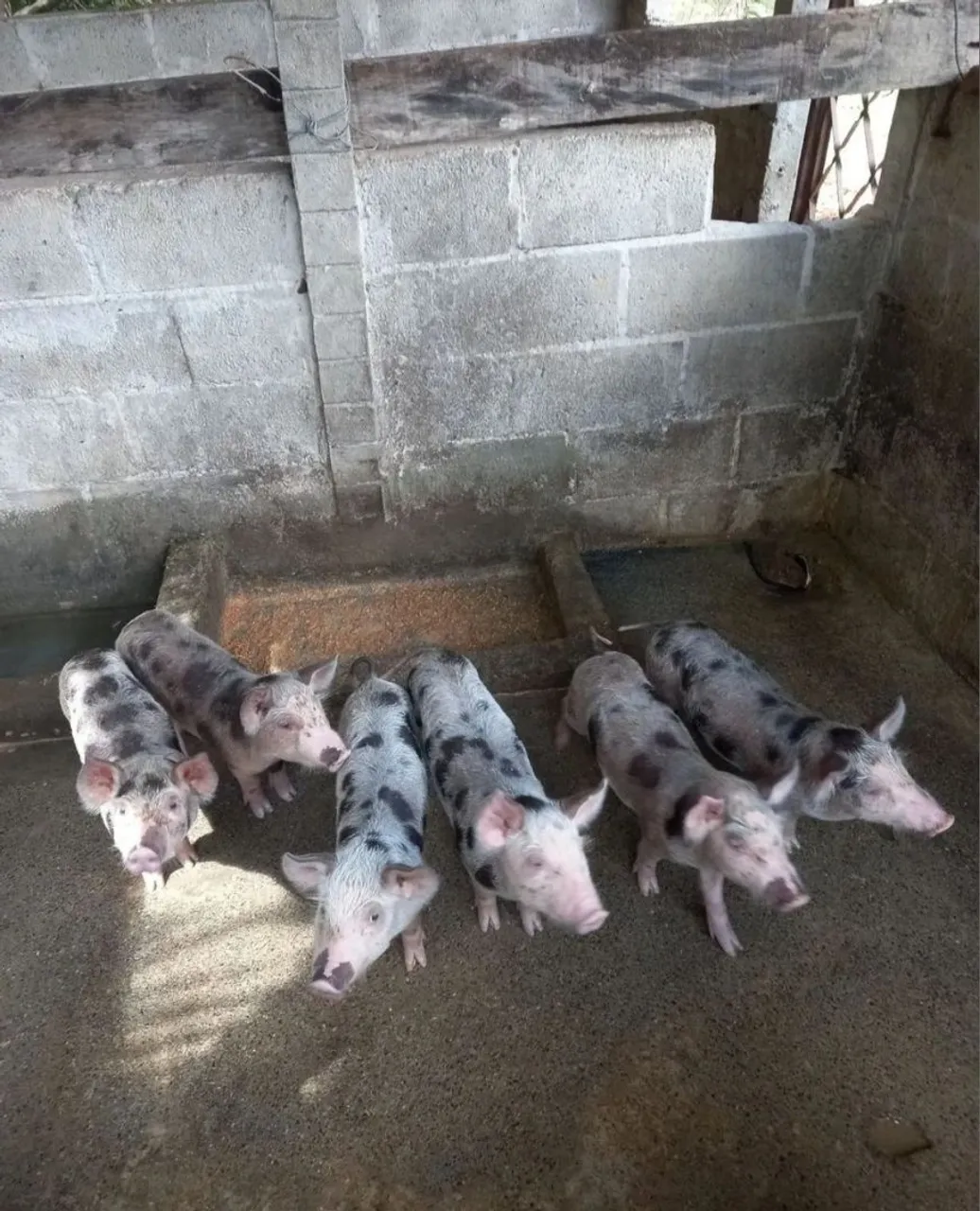 Filhotes de porco para doação