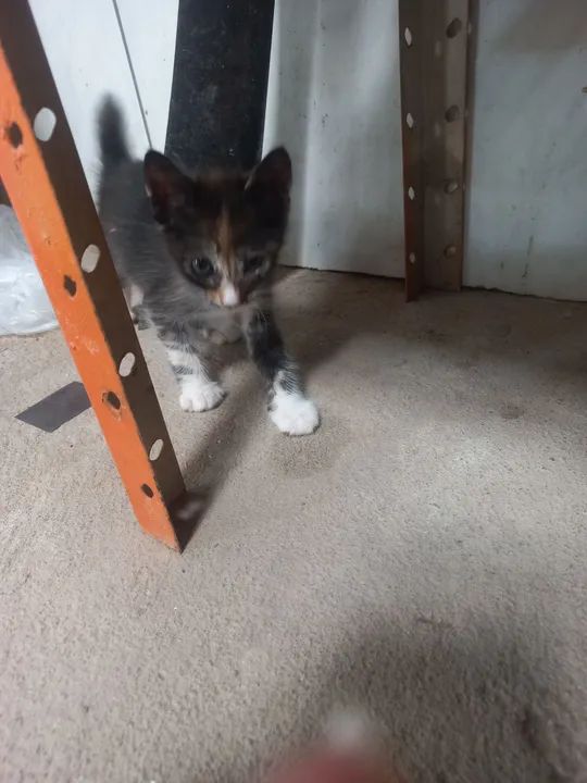  gatinhos fofinhos para adoção! - Foto 2