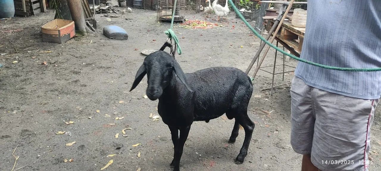 Carneiro Preto - Excelente para Criação