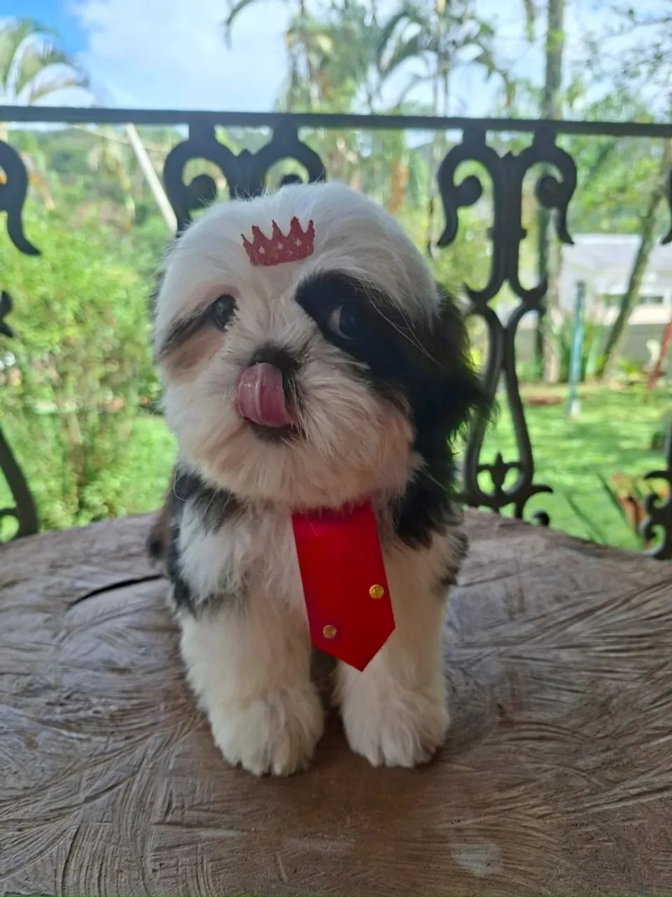 Shih Tzu Filhote - Puro Sangue com Laço