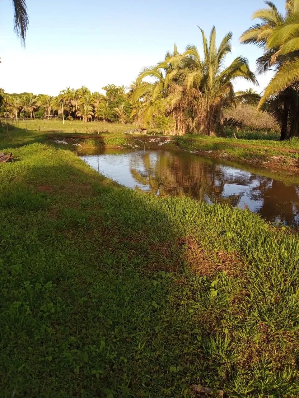 SÍTIO À VENDA  VÁRZEA DE DENTRO (PINTADINHO)  COCOS/BA
