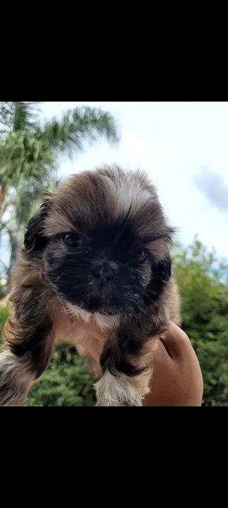 Filhote Shih Tzu fêmea disponível 