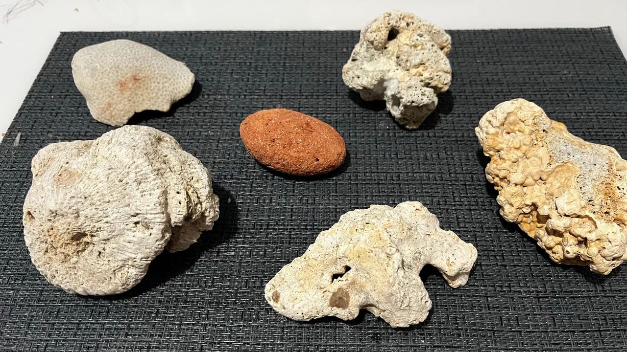 Corais Para Aquários  - Foto 2