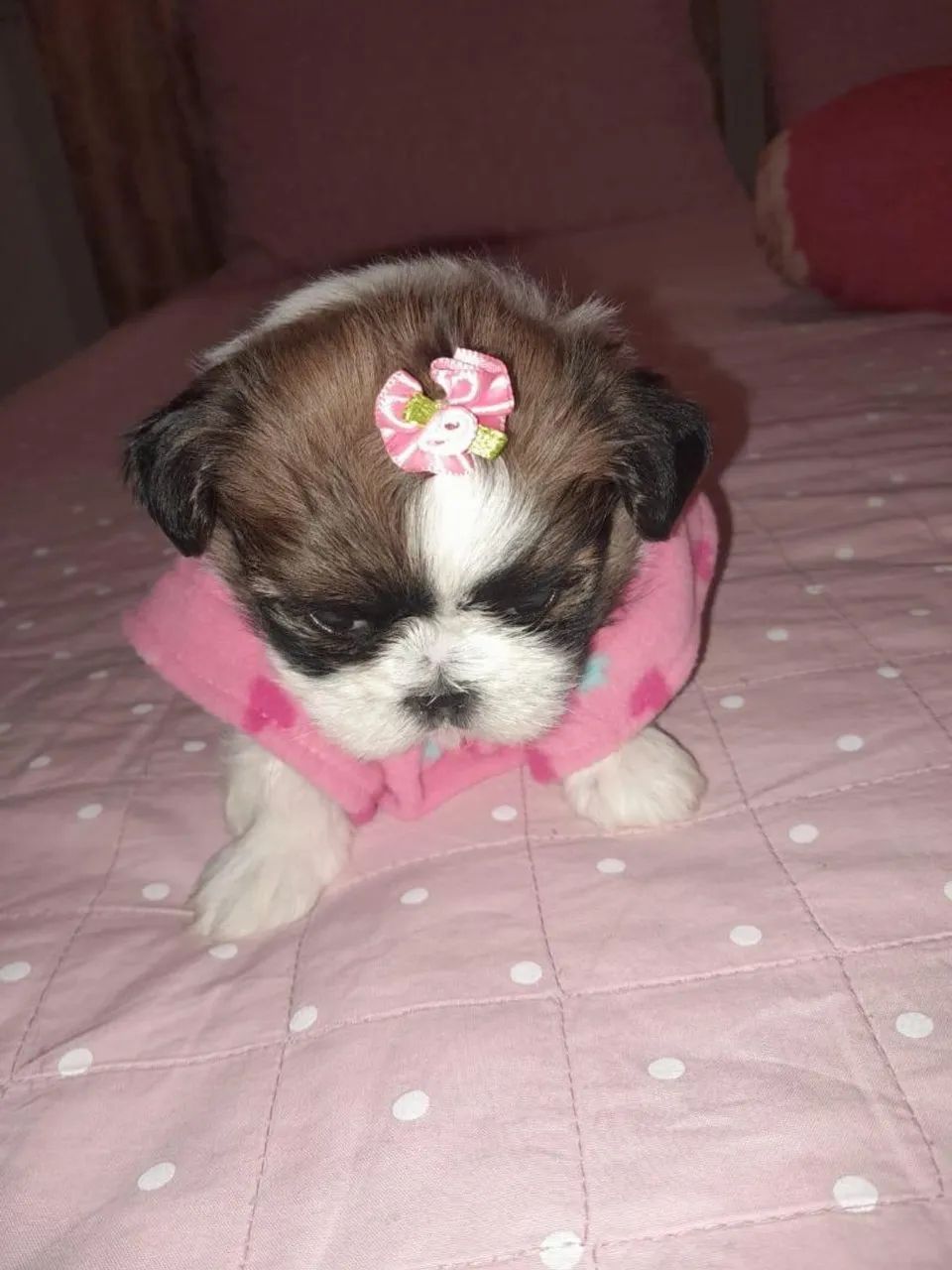 SHIH TZU MINI LEGÍTIMOS - Foto 4