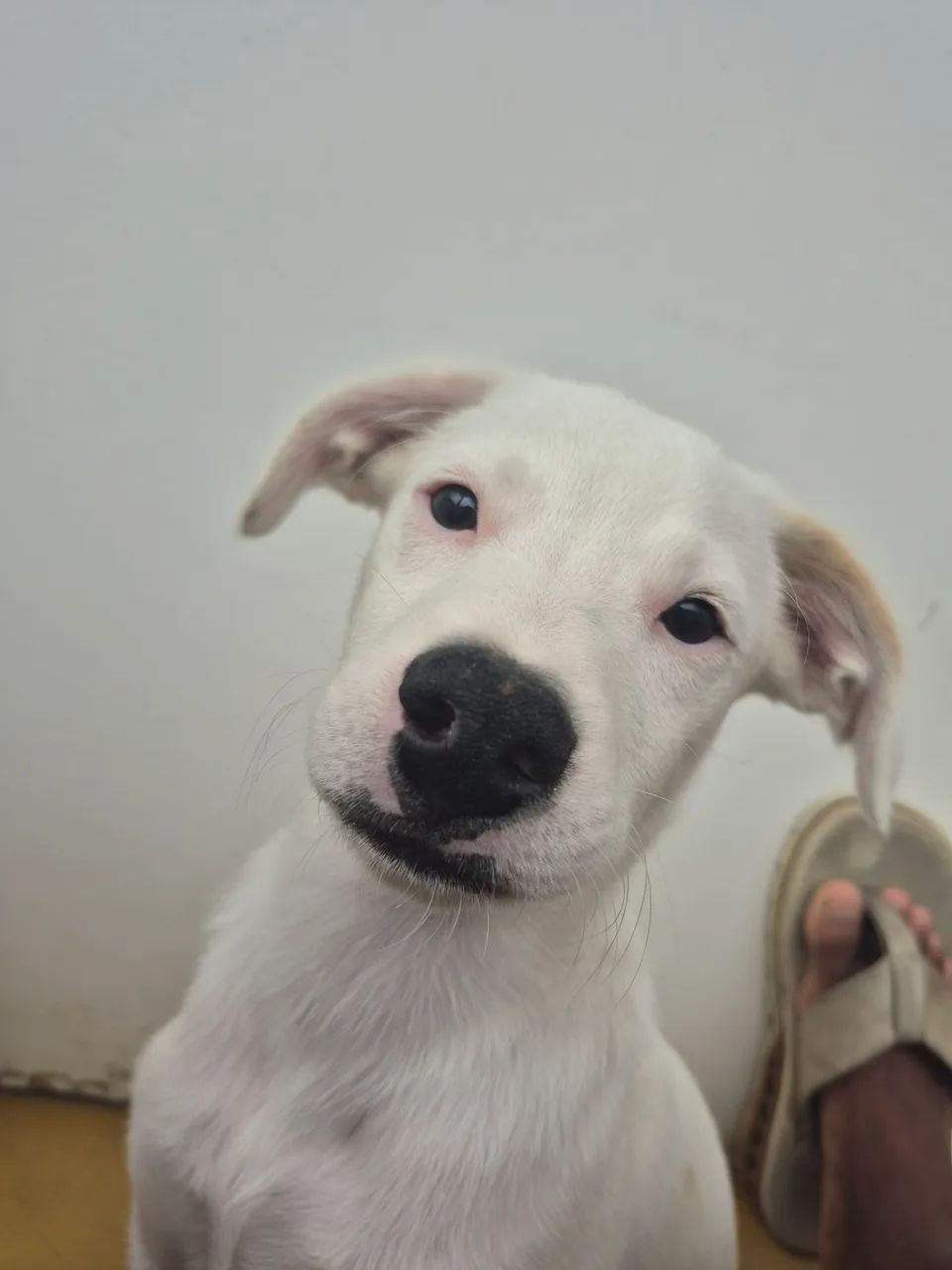 Adoção responsável de cachorro  - Foto 2