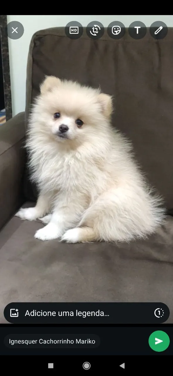 Filhote fofo de Spitz Alemão femia e macho 