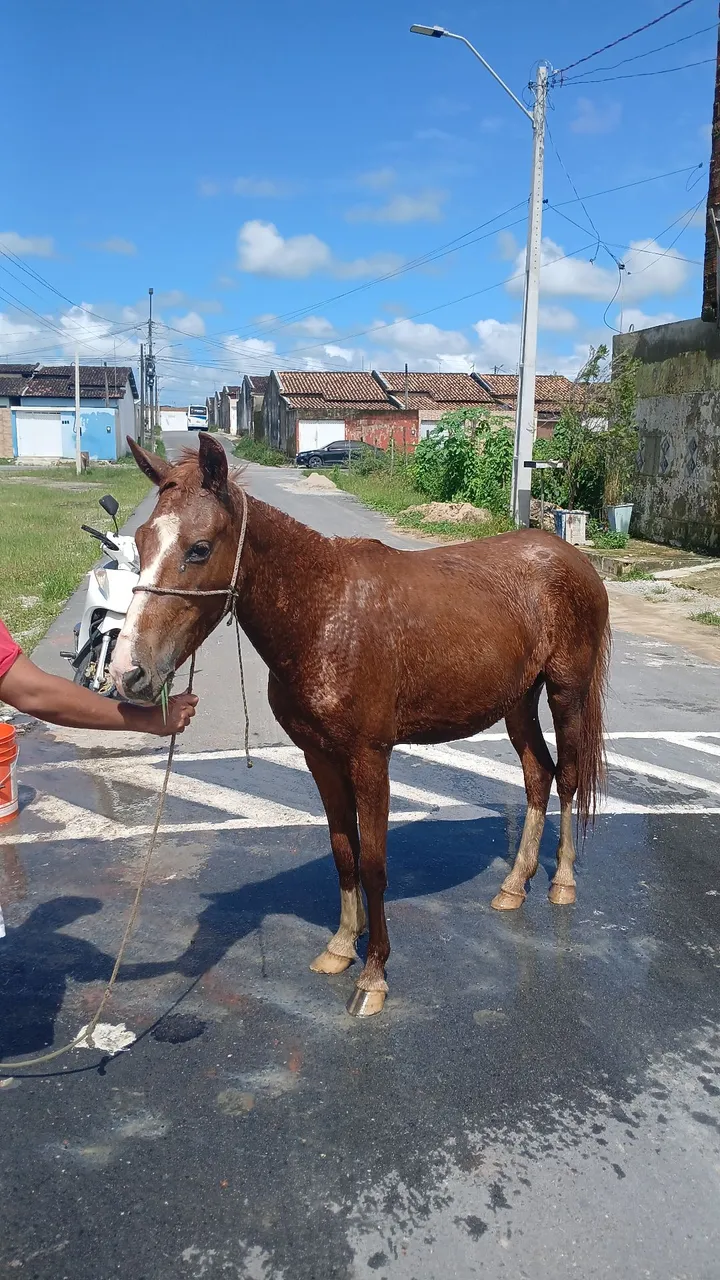 Vendo essa Potra muito Manssa de mulher e Menino bem Novinha