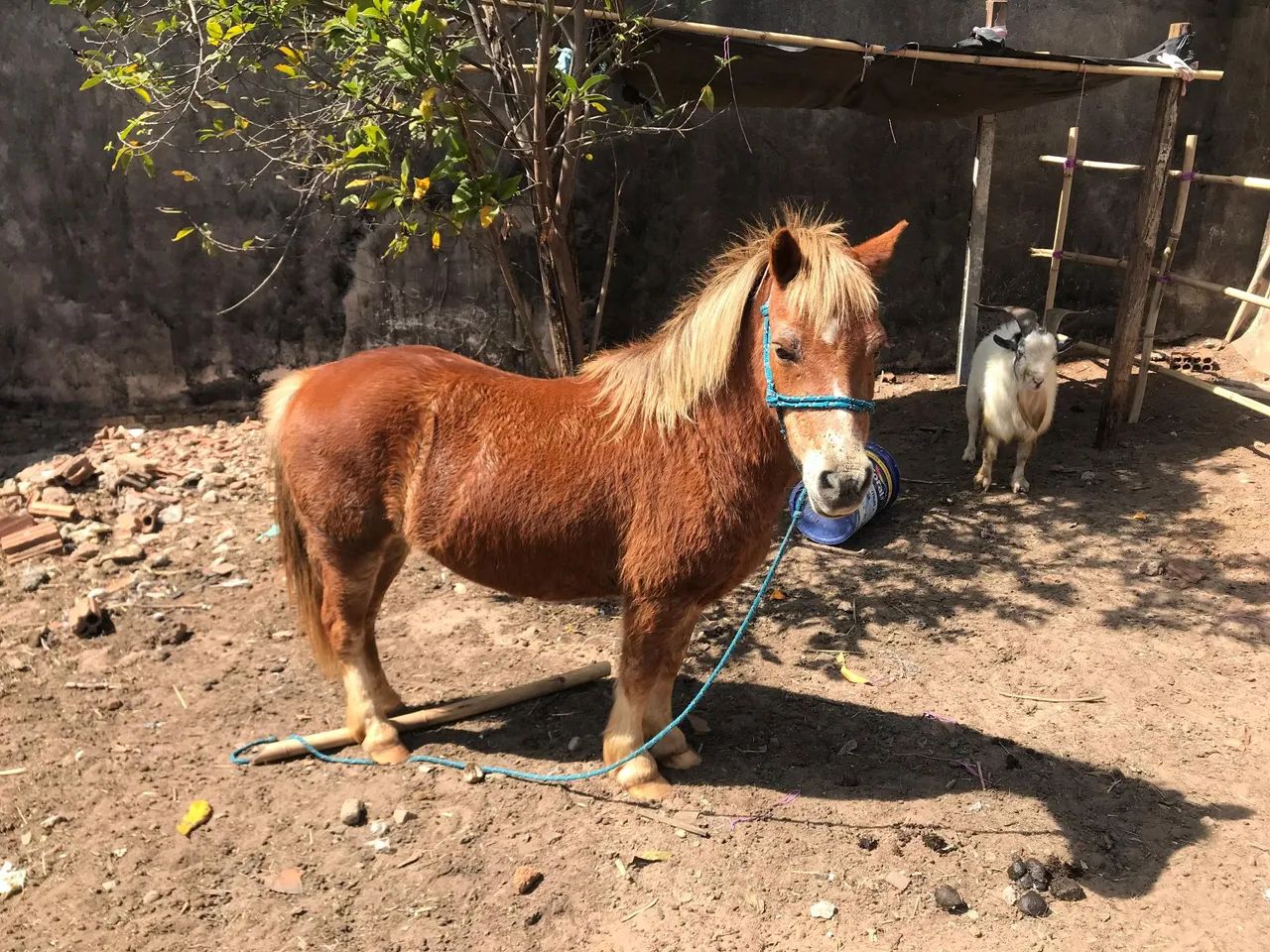 pônei macho  - Foto 2