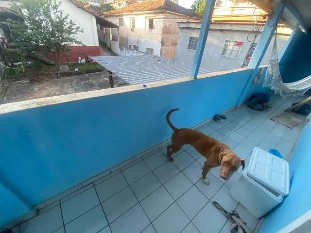Adoção Cachorro - Pitbull com viralata - Foto 2