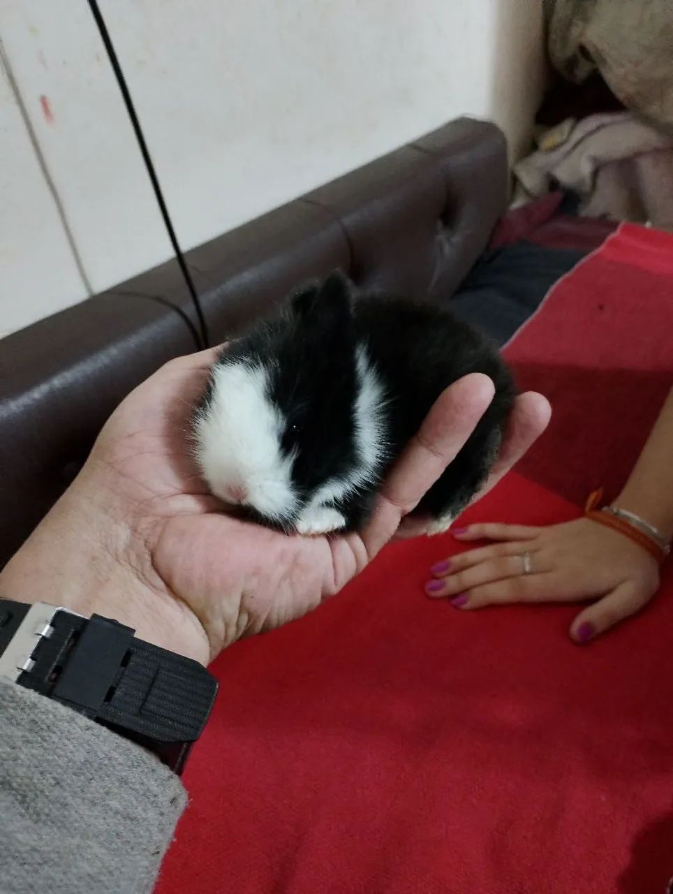 Casal de filhotes de coelhos mini Lions. - Foto 2