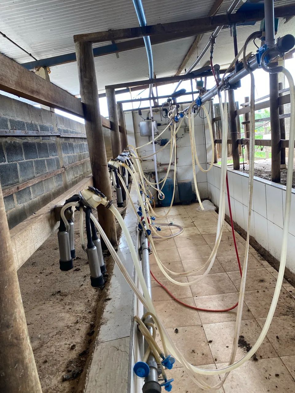 Ordenha Canalizada 6 Conjuntos Westfalia