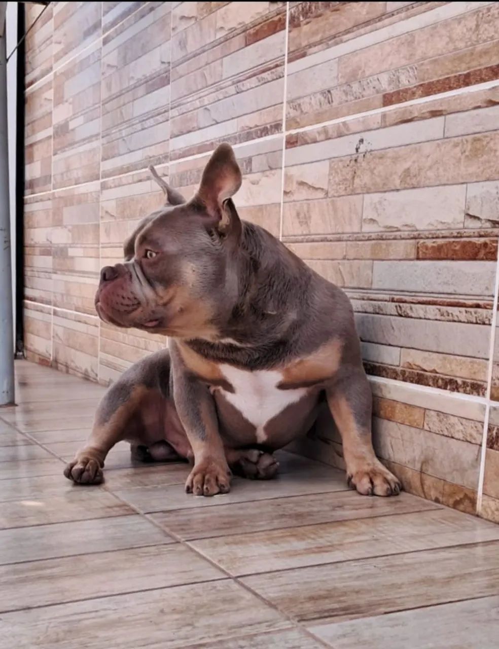 American Bully URGENTE  - Foto 2
