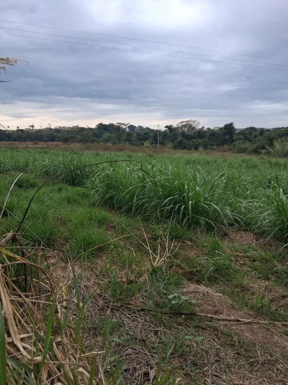 sitio em mococa 1.5 alqueires 500.000.00    ( re ) - Foto 4