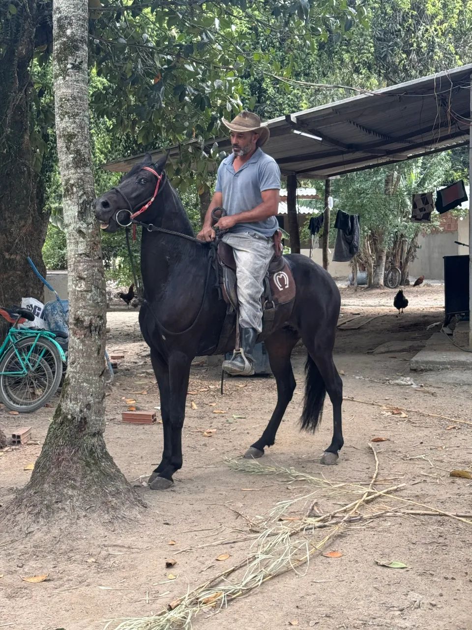 Cavalo manga larga castrado a venda .  - Foto 4