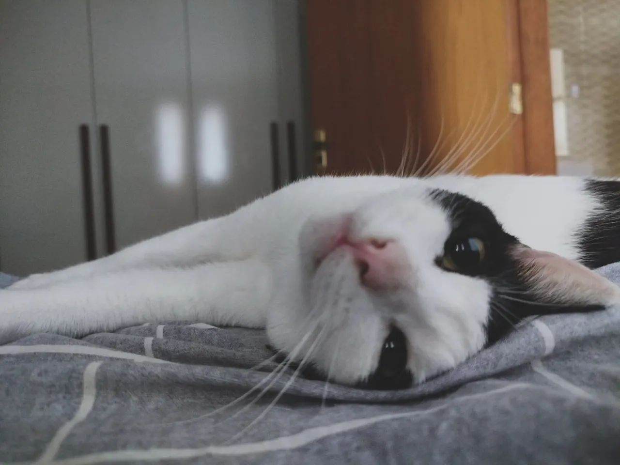 Adoção responsável  - Foto 5