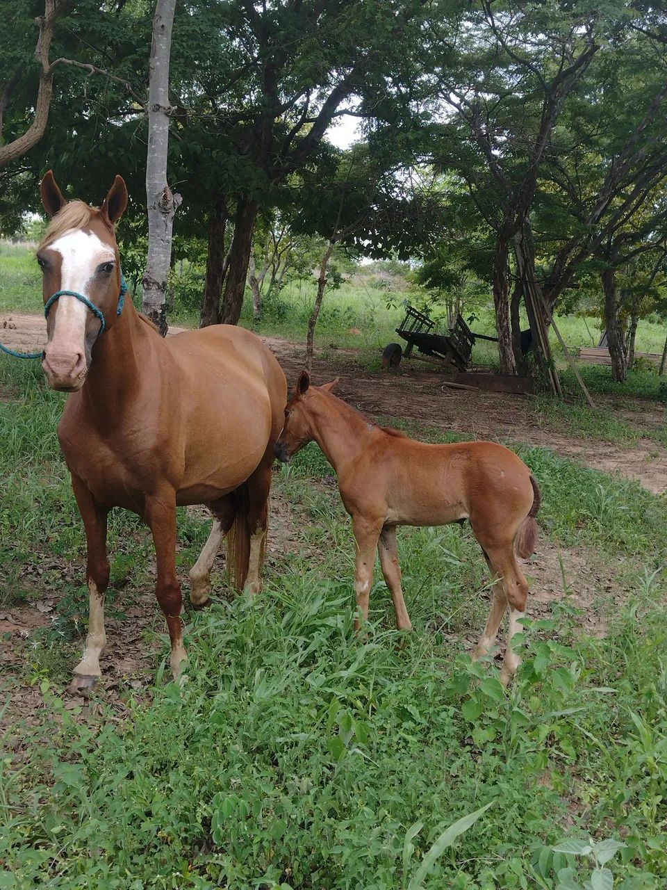 Animal de excelente morfologia  - Foto 2