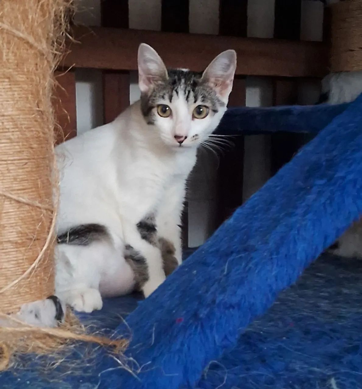 ADOÇÃO GATO - Foto 2